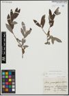 Foto von Salix appendiculata Vill. x Salix eleagnos Scop.
